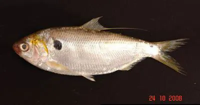 Dotted gizzard shad (Konosirus punctatus)