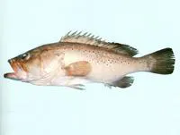 Dotted grouper (Epinephelus epistictus)