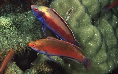 Dotted wrasse (Cirrhilabrus punctatus)