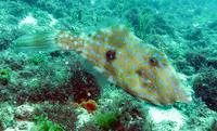 Dotterel filefish (Aluterus heudelotii)