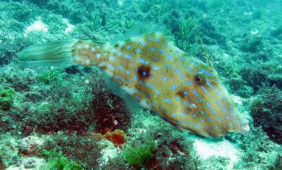Dotterel filefish (Aluterus heudelotii)