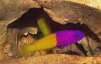 Dottyback (Pictichromis dinar)