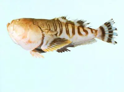 Double-banded stargazer (Ichthyscopus insperatus)