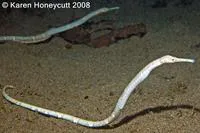 Double-ended pipefish (Trachyrhamphus bicoarctatus)