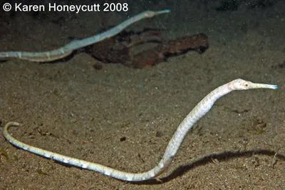 Double-ended pipefish (Trachyrhamphus bicoarctatus)