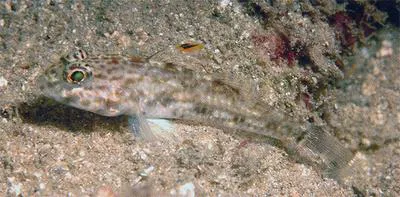 Double-fin cheek-hook goby (Ancistrogobius dipus)