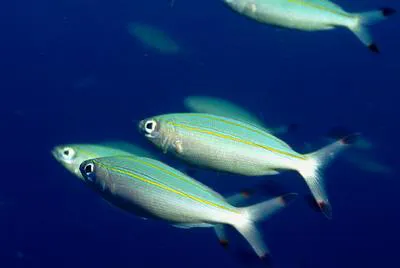 Double-lined fusilier (Pterocaesio digramma)