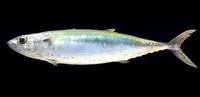 Double-lined mackerel (Grammatorcynus bilineatus)