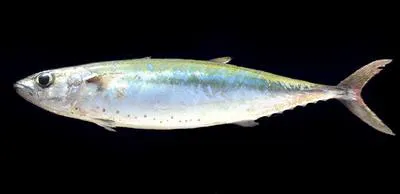 Double-lined mackerel (Grammatorcynus bilineatus)
