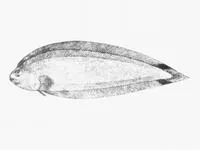 Double-spot tonguesole (Symphurus ocellatus)