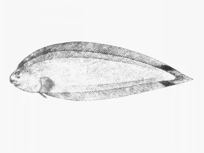 Double-spot tonguesole (Symphurus ocellatus)