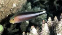 Double-striped dottyback (Pseudochromis bitaeniatus)