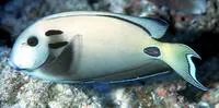 Doubleband surgeonfish (Acanthurus tennentii)
