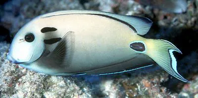Doubleband surgeonfish (Acanthurus tennentii)