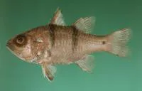 Doublebar cardinalfish (Apogonichthyoides pseudotaeniatus)