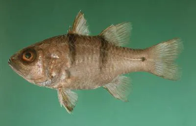 Doublebar cardinalfish (Apogonichthyoides pseudotaeniatus)