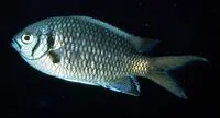 Doublebar chromis (Chromis opercularis)