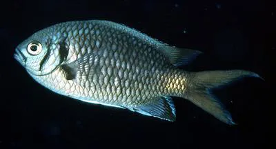 Doublebar chromis (Chromis opercularis)