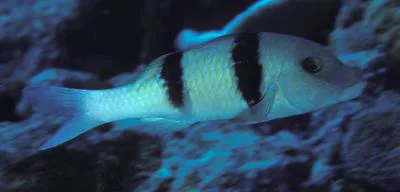 Doublebar goatfish (Parupeneus trifasciatus)