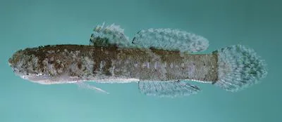 Doublebar goby (Callogobius bifasciatus)
