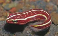 Doubleline clingfish (Lepadichthys lineatus)
