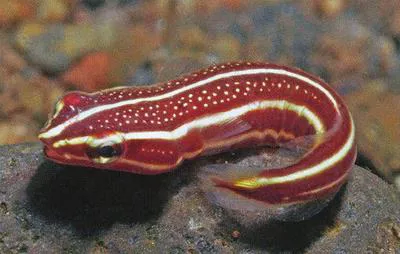 Doubleline clingfish (Lepadichthys lineatus)