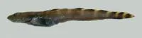 Doubleline eelpout (Lycodes eudipleurostictus)