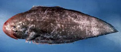 Doublelined tonguesole (Paraplagusia bilineata)