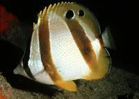 Doublesash butterflyfish (Chaetodon marleyi)