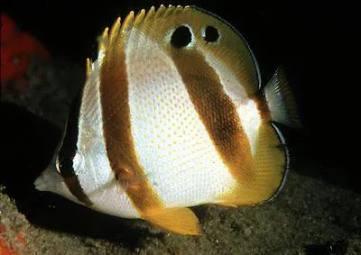 Doublesash butterflyfish (Chaetodon marleyi)