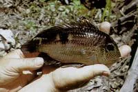 Doublespot acara (Aequidens pallidus)