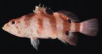 Doublespot perchlet (Plectranthias fourmanoiri)