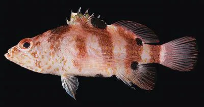 Doublespot perchlet (Plectranthias fourmanoiri)
