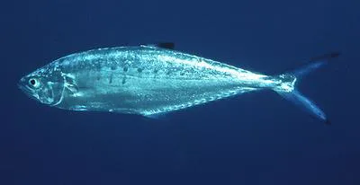 Doublespotted queenfish (Scomberoides lysan)