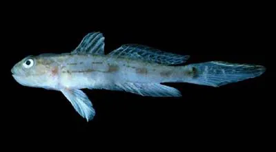 Doublestripe goby (Parrella maxillaris)