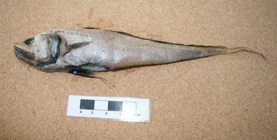 Doublethread grenadier (Gadomus arcuatus)