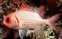Doubletooth soldierfish (Myripristis hexagona)