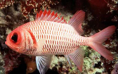 Doubletooth soldierfish (Myripristis hexagona)