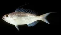 Doublewhip threadfin bream (Nemipterus nematophorus)