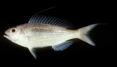 Doublewhip threadfin bream (Nemipterus nematophorus)