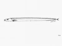 Doubtful scabbardfish (Lepidopus dubius)