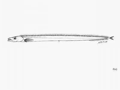 Doubtful scabbardfish (Lepidopus dubius)