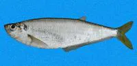 Dove's longfin herring (Opisthopterus dovii)