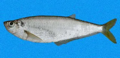 Dove's longfin herring (Opisthopterus dovii)