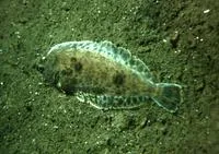 Dover sole (Microstomus pacificus)