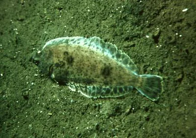 Dover sole (Microstomus pacificus)