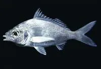 Dow's mojarra (Eucinostomus dowii)