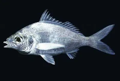 Dow's mojarra (Eucinostomus dowii)