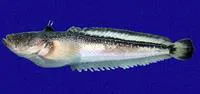 Dow's toadfish (Daector dowi)