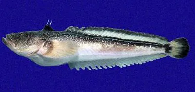 Dow's toadfish (Daector dowi)